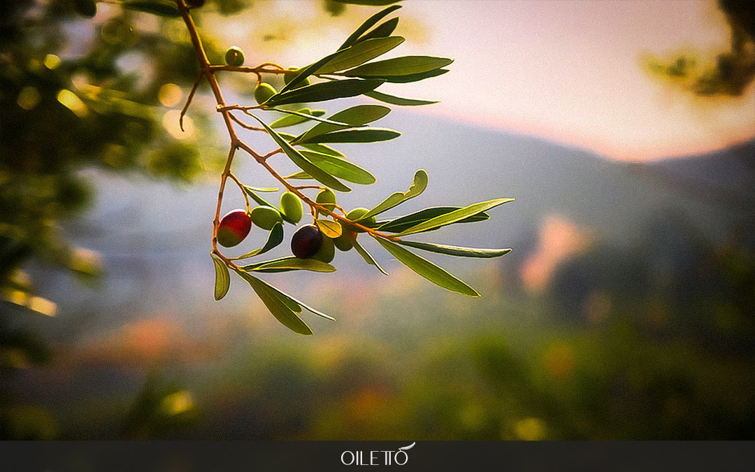 آشنایی با انواع روغن زیتون : تفاوت‌های روغن زیتون فرابکر، بکر، تصفیه شده